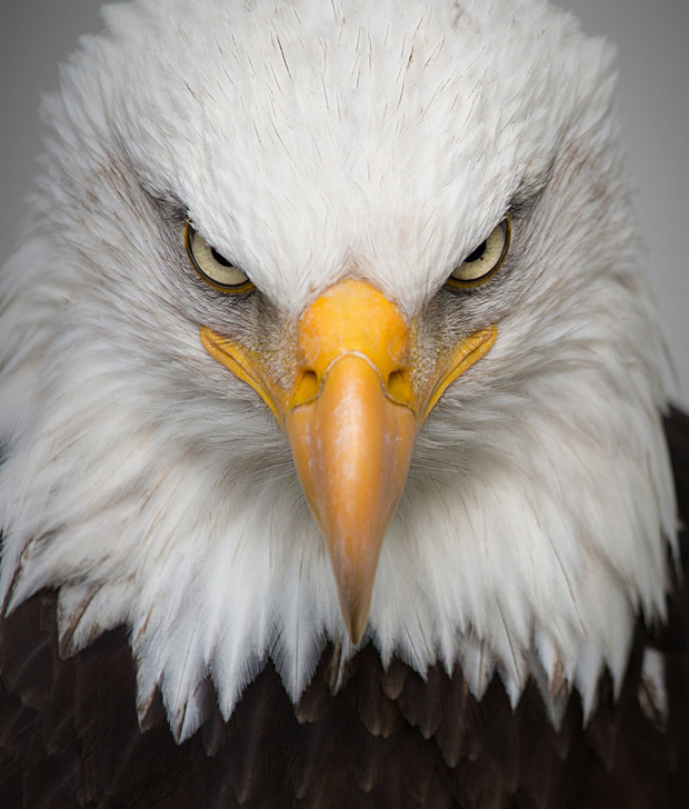 Portrait of an Eagle Bird